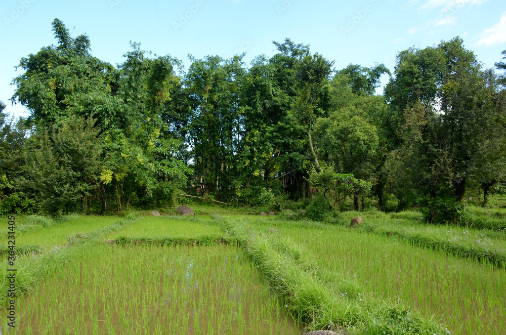 bunch the paddy plant field  with green tree and sky view.