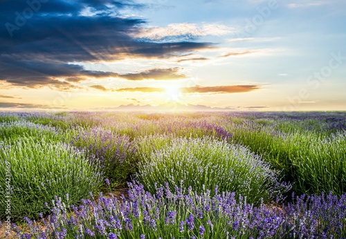 Fields of Lavender Against Blue Sky . sunset