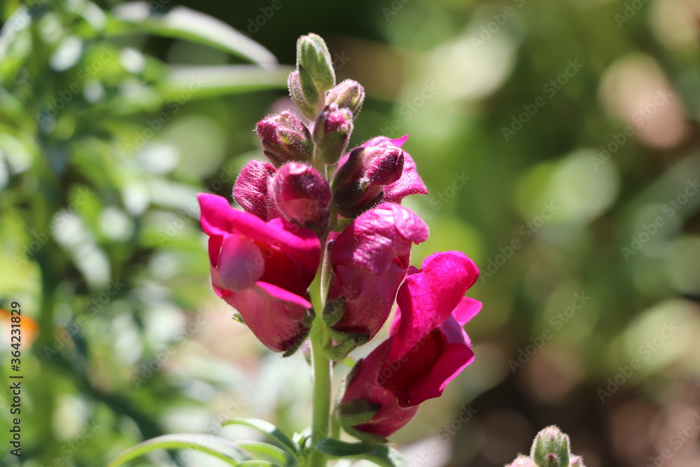 Obraz premium bahçede çiçek açmış Antirrhinum