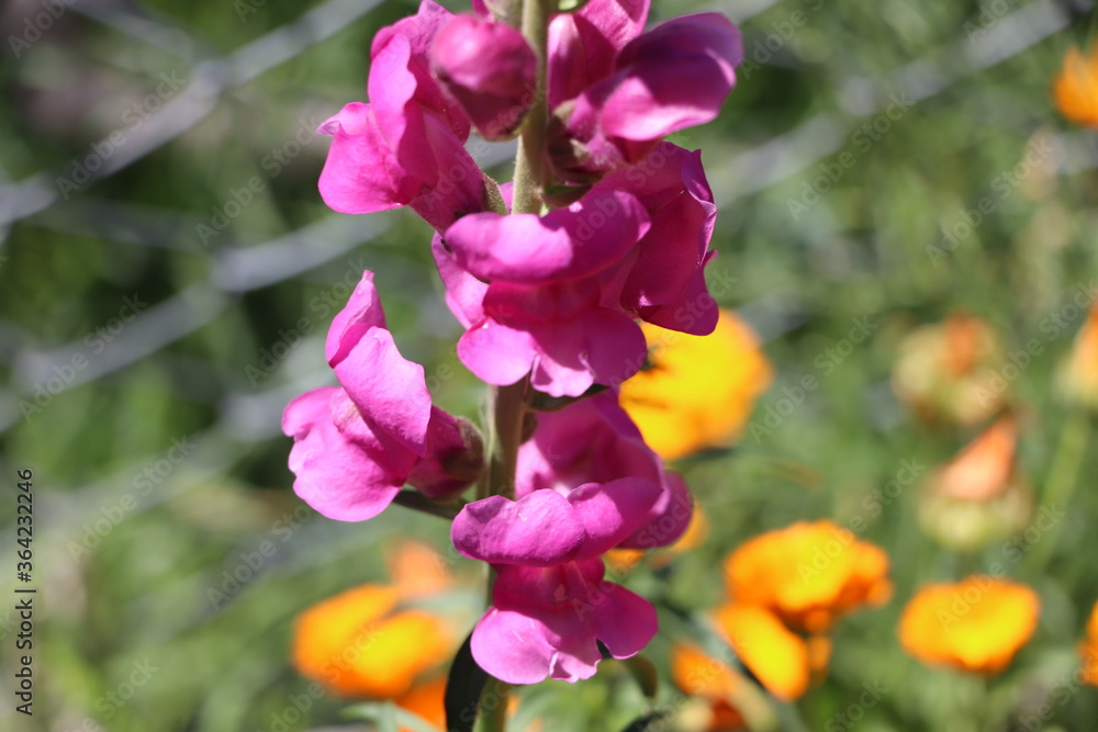 Fototapeta premium bahçede çiçek açmış Antirrhinum