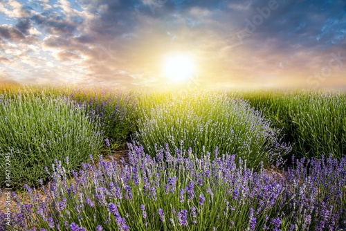Fields of Lavender Against Blue Sky . sunset © yaalan