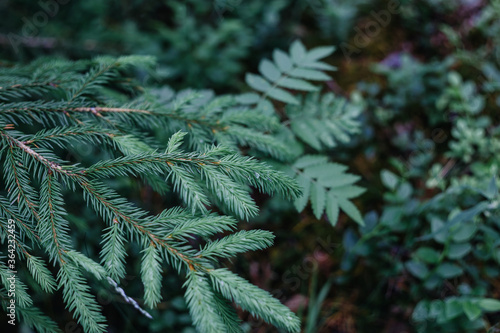 Spruce branch on forest background
