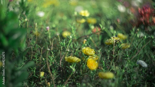 Dreamy yellow japanese roses or portulaca in the morning timelapse