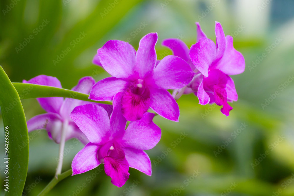 pink orchids are a symbol of wealth, love and grace