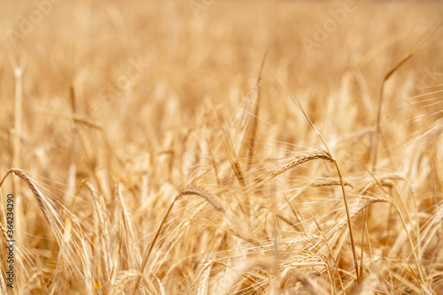 Closeup of crop Wheat plantation and the golden colored ears of wheat waiting for harvest.