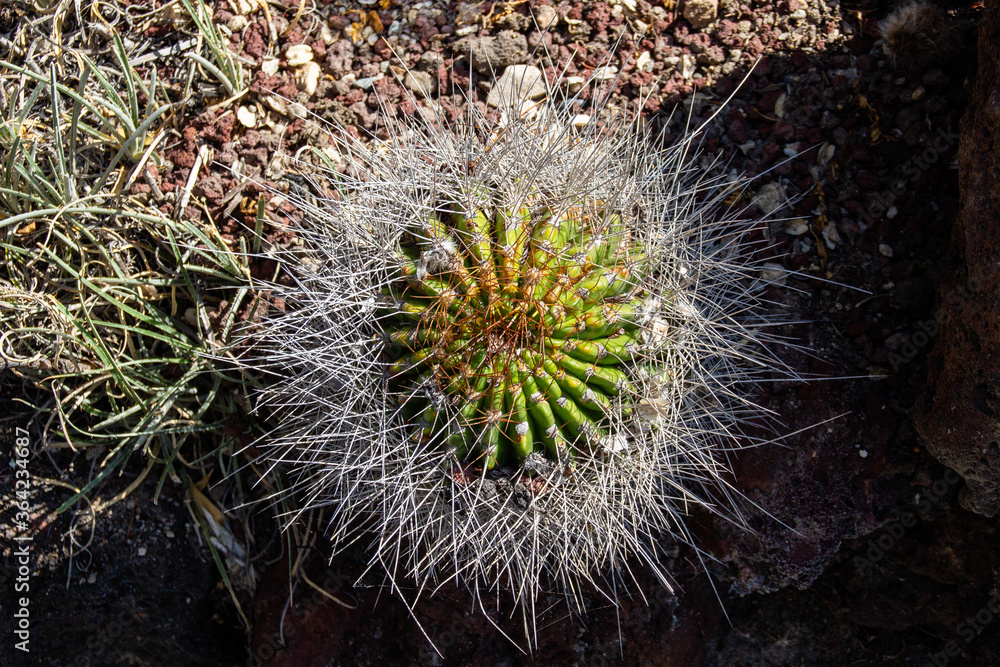 Fototapeta premium Top view of Echinocactus