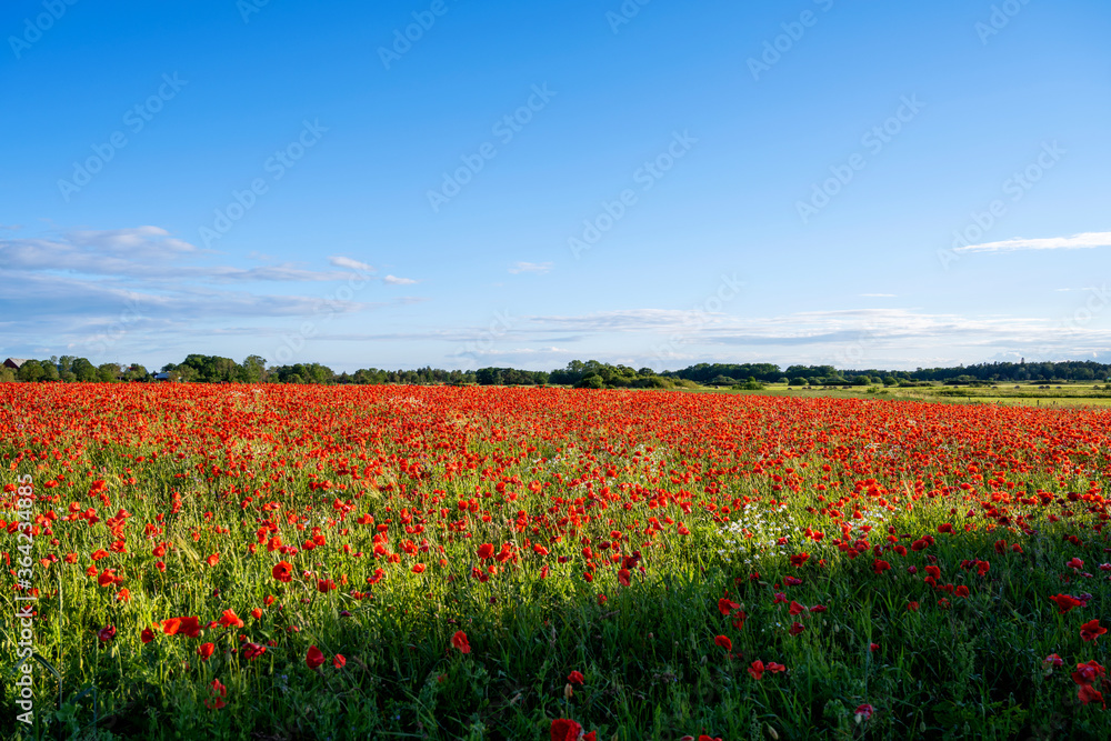 Poppy flowers in agriculture field during sunset