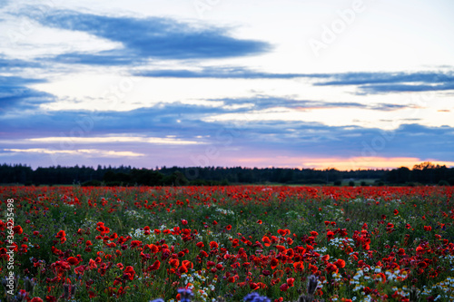 Poppy field during an summer sunset  Sweden