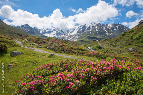 blühende Alpenrosen am Dürrboden, Dischmatal bei Davos, Graubünden photo