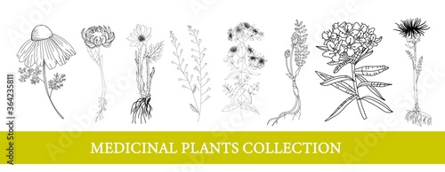 Ledum, marigold, leuzea, chamomile. medicinal plants. Wildflowers. vector illustration Botanical illustration