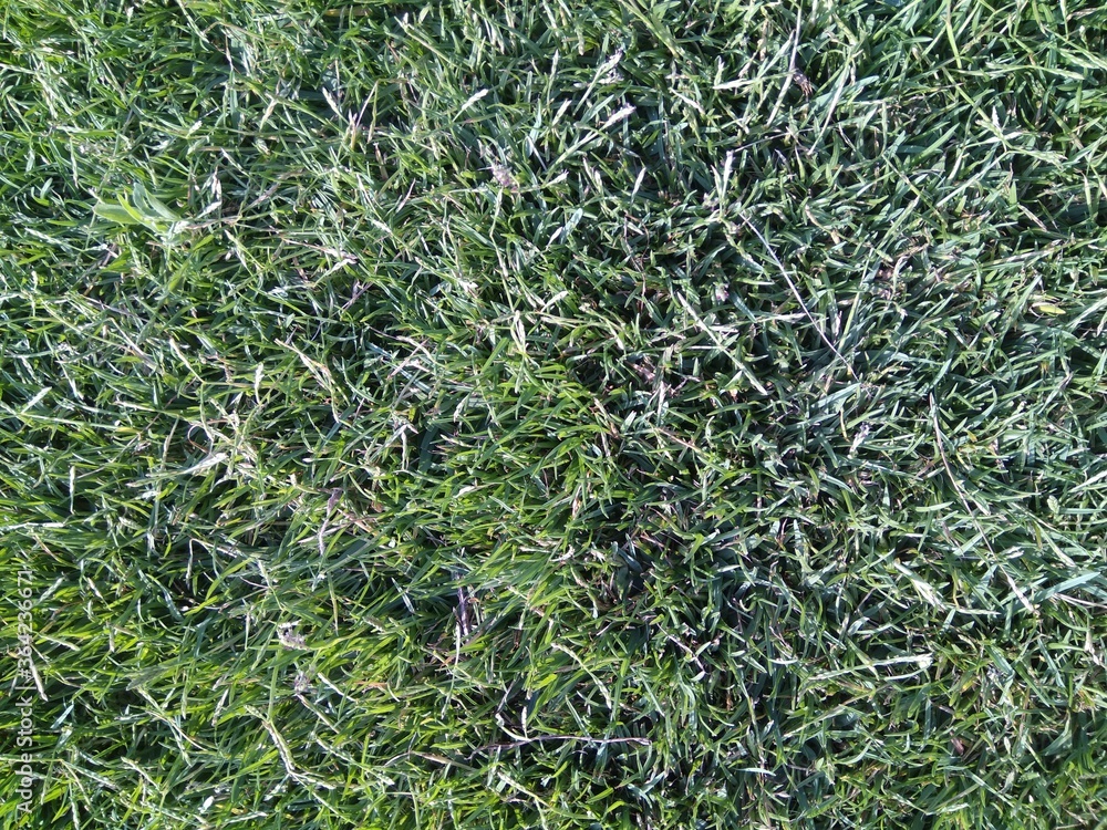The beautiful summer grass structure close up. The beautiful summer grass structure close up.