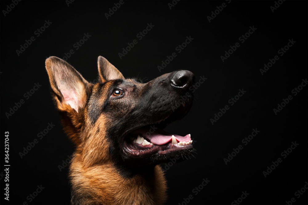 Portrait of a German shepherd in front of an isolated black background. Close-up of a German shepherd in profile view isolated black background. Portrait of a German shepherd in front of an isolated black background. Close-up of a German shepherd in profile view isolated black background.