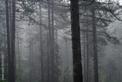 Rain in pine forest nature.