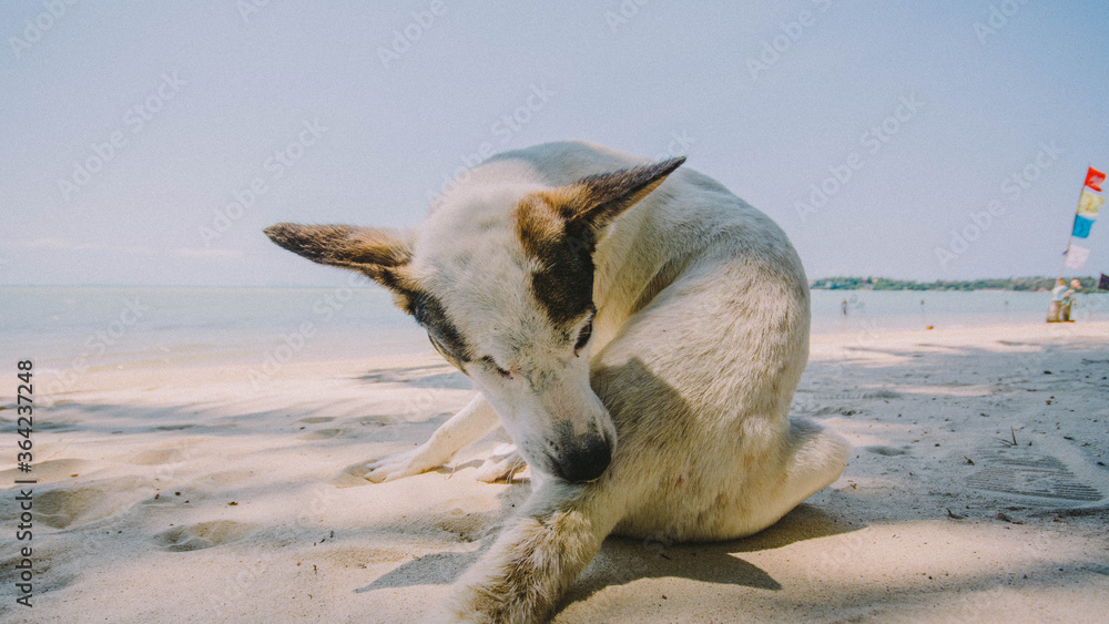 Naklejka premium dog on the beach