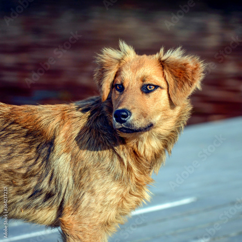 Red-haired puppy with beautiful eyes © LeManilo