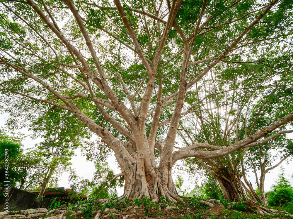 Big trees, more than 100 years old, create life for the forest. Big trees, more than 100 years old, create life for the forest.