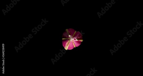 Timelapse of lily flower blooming on black background / Oriental Lily