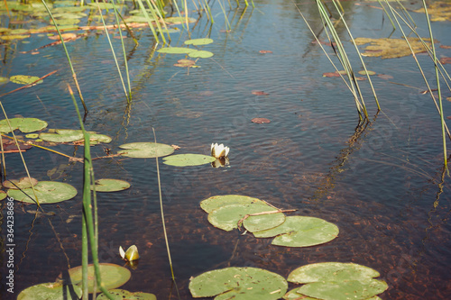 Pond with water lilies