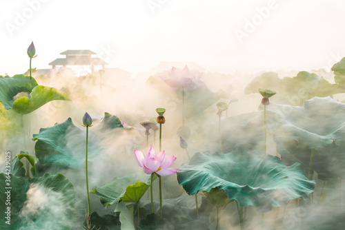 Wallpaper Mural lotus flower blossom Torontodigital.ca