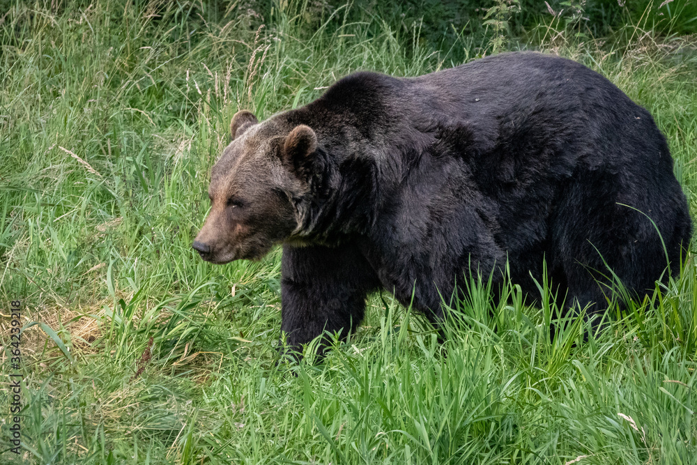 Fototapeta premium a large brown bear walking through a meadow of grass