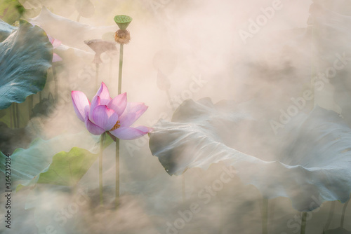 Foto lotus flower blossom in the summer