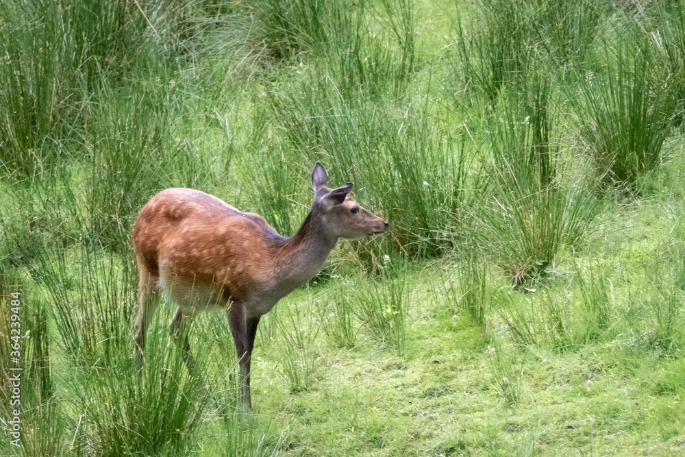 a fallow deer in a field a fallow deer in a field