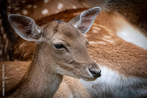 portrait of a female deer © Ralph Lear