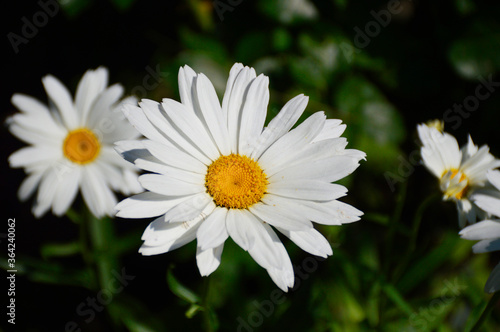 daisy flower with white petals  yellow pollen in the middle of the flower