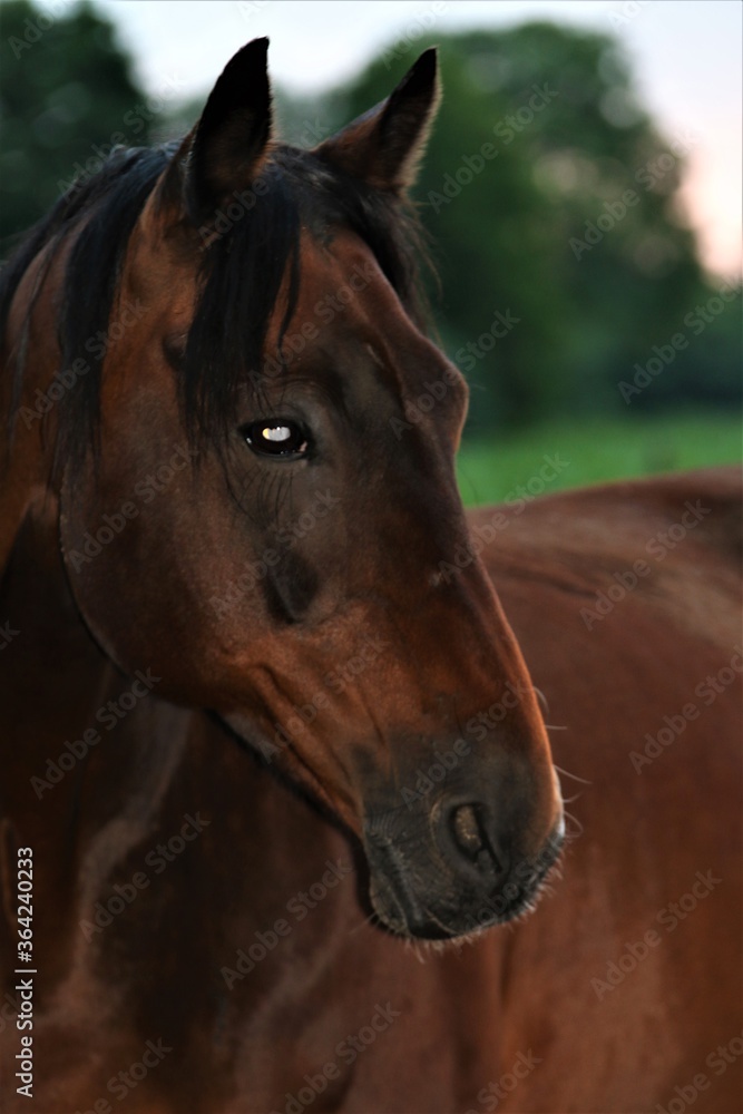Fototapeta premium Head of a brown horse as a portrait