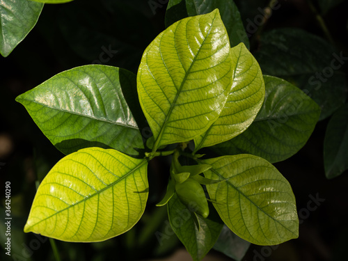 Wallpaper Mural the green leaf pattern for nature Torontodigital.ca