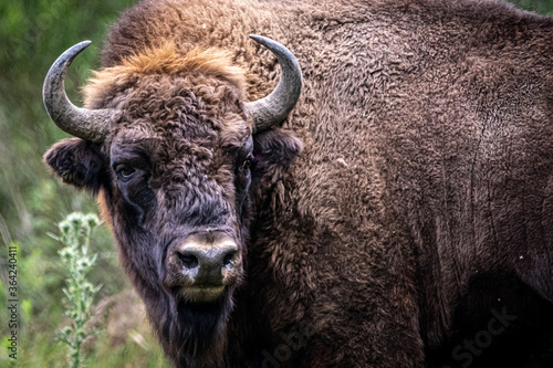 a wild bison in a field