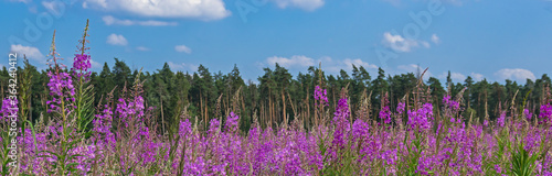 Fireweed wildflowers in the foreground of a pine forest on a sunny day. Banner