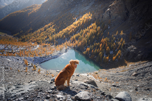 dog in the mountains lake . Nova Scotia Duck Tolling Retriever on peak of rocks at sunset. . Hiking with a pet