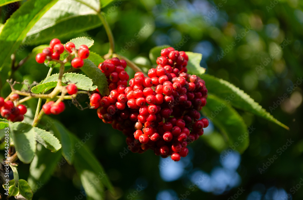 Sambucus racemosa plant, red elder Sambucus racemosa plant, red elder