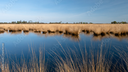 Wetland with moor grass  Dutch raised bog reserve Bargerveen  Netherlands  Europe