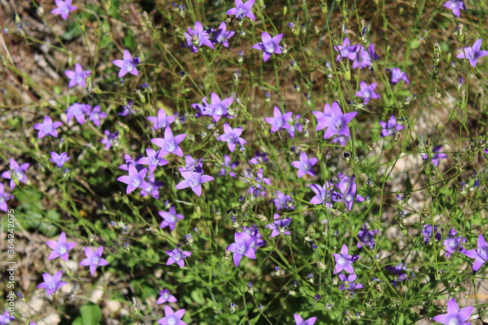 field of lavender