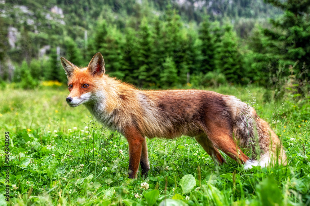 Red fox close up view Red fox close up view