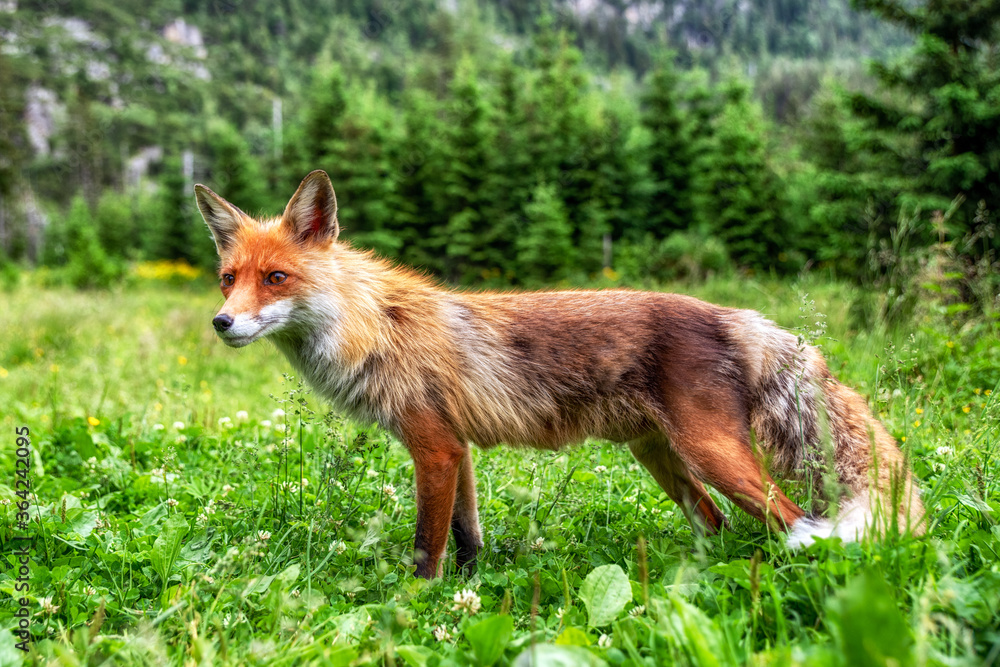 Red fox close up view