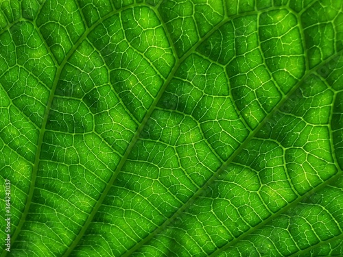 Leaf with pattern background and shadow. Abstract style. 