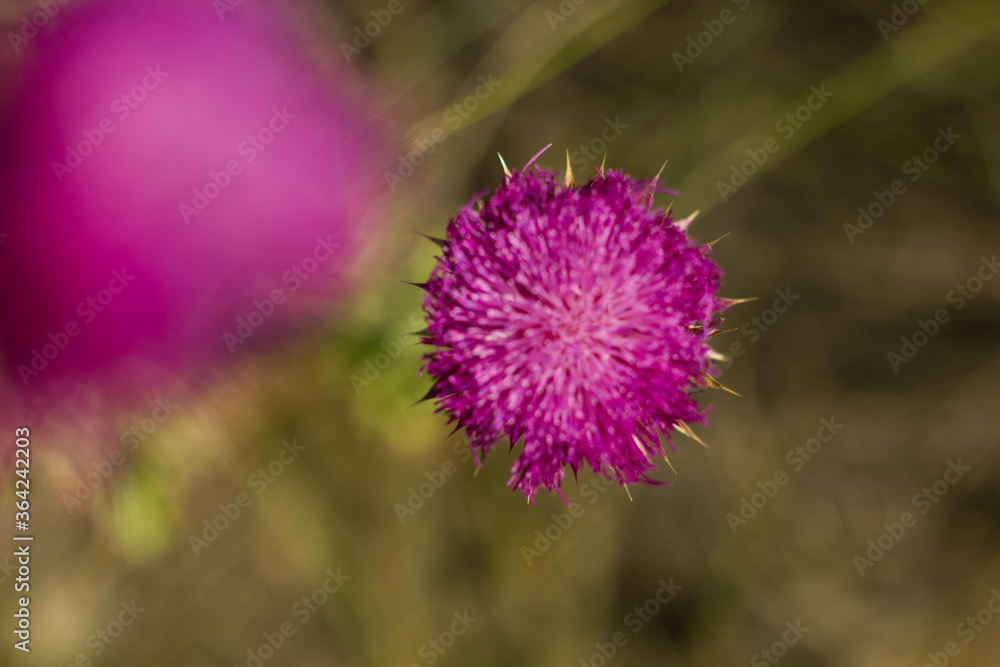 Spiny Flowers