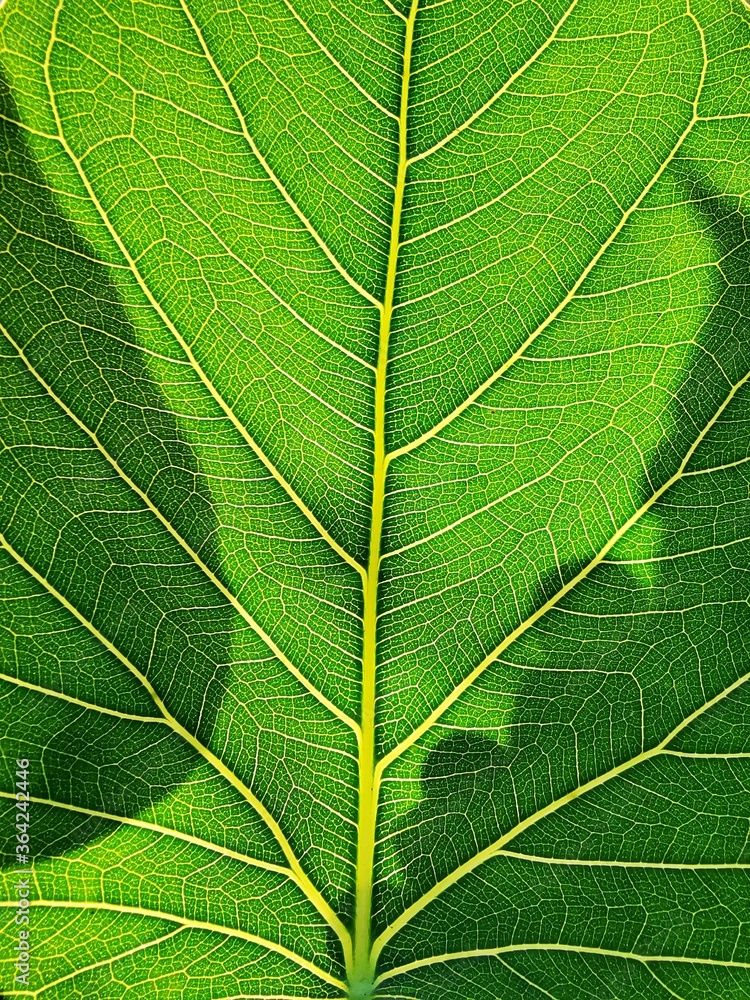 Leaf shadow lighting background and texture beautiful. Leaf shadow lighting background and texture beautiful.