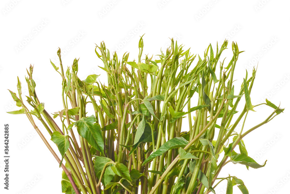 Fototapeta premium Morning glory has many nutrients that are beneficial to the body.