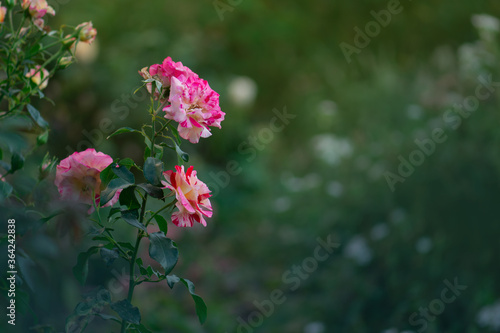 Beautiful striped rose photo