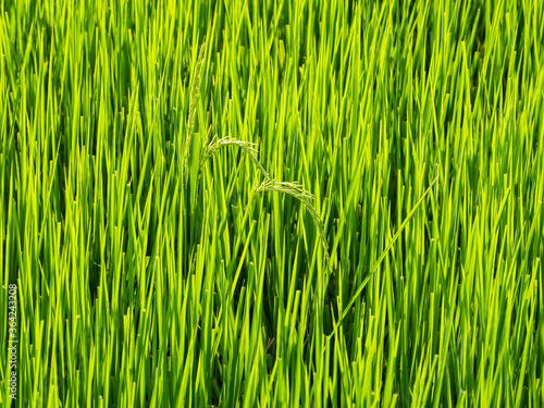 Rice fields in the morning Refreshing