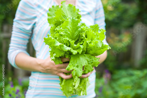 Young woman holding fresh. Green salad leaves lettuce in hands of woman lettuce with blurred garden background. Healthy clean eating concept. Vegan, vegetarian food. Pesticide free vegetables