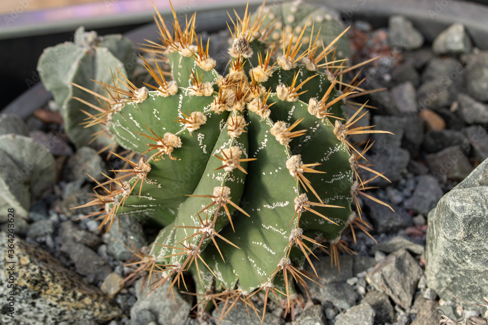 Naklejka premium Astrophytum cactus growing among stones. Beautiful little sprout of a Mexican cactus with yellow needles. Natural plant from the genus of cacti