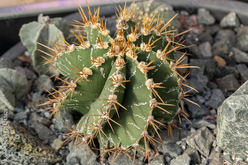 Astrophytum cactus growing among stones. Beautiful little sprout of a Mexican cactus with yellow needles. Natural plant from the genus of cacti photo