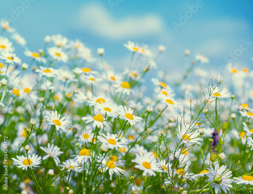 Vintage wild chamomile flowers. Blossoming wildflowers. Beautiful nature background. Matricaria chamomilla. Summertime © vvvita