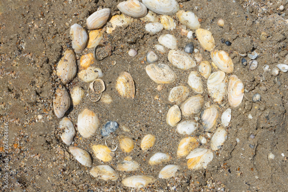seashells in the sand. summer concept. vacation seashells in the sand. summer concept. vacation