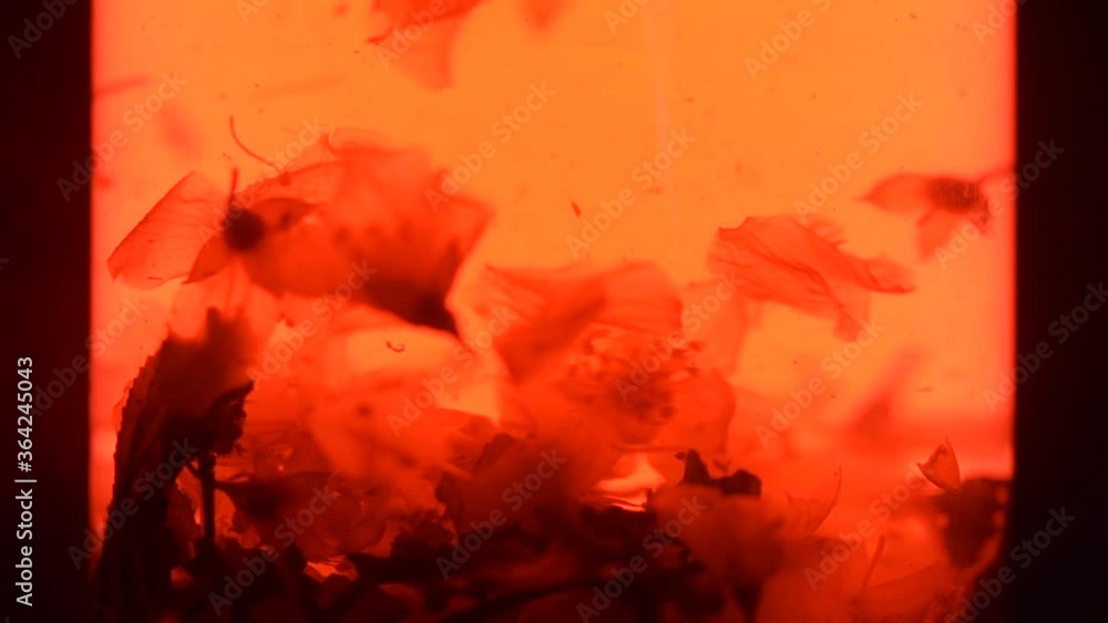 Close up. Slow motion Black tea leaves float and spin in a transparent teapot. Tea ceremony Close up. Slow motion Black tea leaves float and spin in a transparent teapot. Tea ceremony